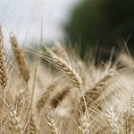 ekologiczne gospodarstwo rolne