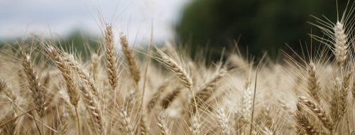 Ekologiczne gospodarstwo rolne – jak działać zgodnie z naturą i zarabiać na rolnictwie
