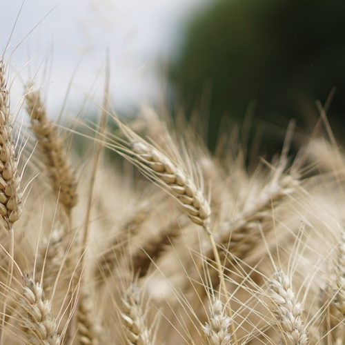 Ekologiczne gospodarstwo rolne – jak działać zgodnie z naturą i zarabiać na rolnictwie